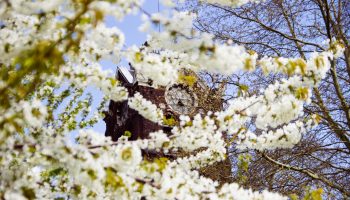 campanile cathédrale notre dame de la treille lille 2497