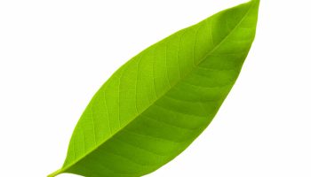 growth-close-up-environmental-lush-natural