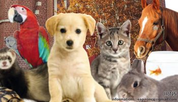 BENEDICTION ANIMAUX 2024