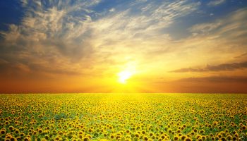 Téléchargez-les-photos-:-Paysage-d'été-:-Coucher-de-soleil-beauté-sur-champ-de-tournesols---en-image-libre-de-droit