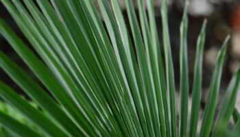 palm-sunday-5363278_1280